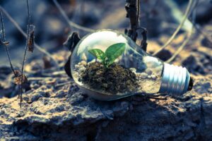 Vijver aanleggen in tuin: vijverplanten en stenen